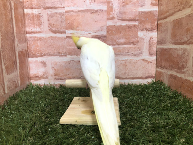 オカメインコ