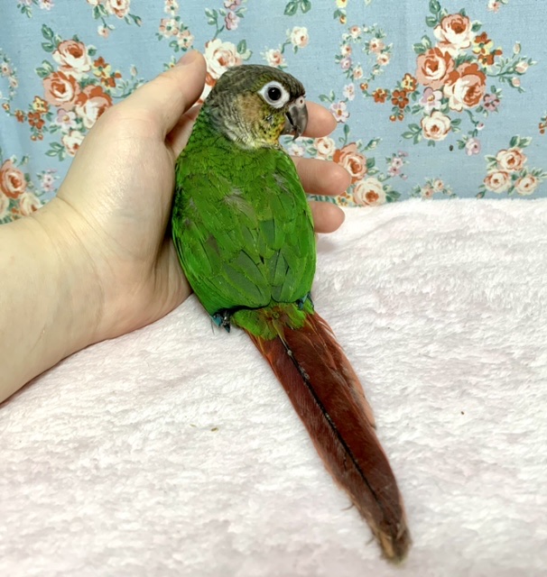 ワキコガネウロコインコ