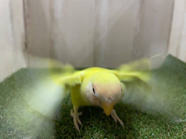 コザクラインコ（小桜インコ）