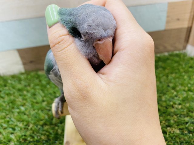 オキナインコ