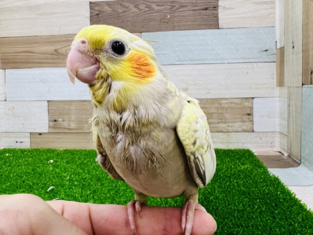 オカメインコ
