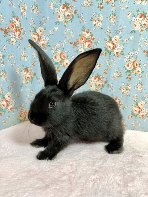 フレミッシュジャイアント