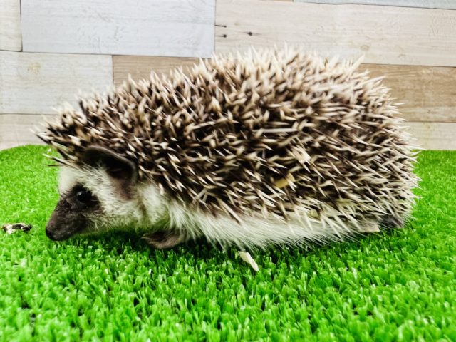 ハリネズミ（ヨツユビハリネズミ）