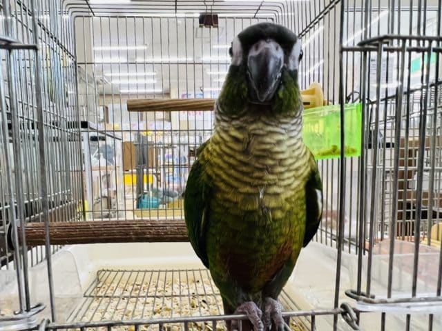 べたなれ♡ウロコインコがやってきた! ホオミドリウロコインコ