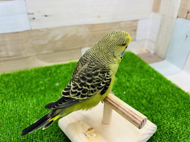 ジャンボセキセイインコ