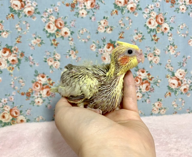 オカメインコ