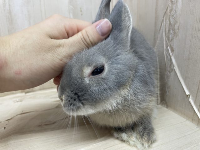 ネザーランドドワーフ