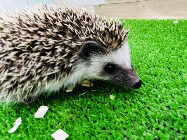 ハリネズミ（ヨツユビハリネズミ）