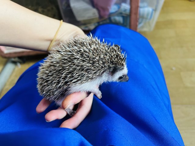 ハリネズミ（ヨツユビハリネズミ）