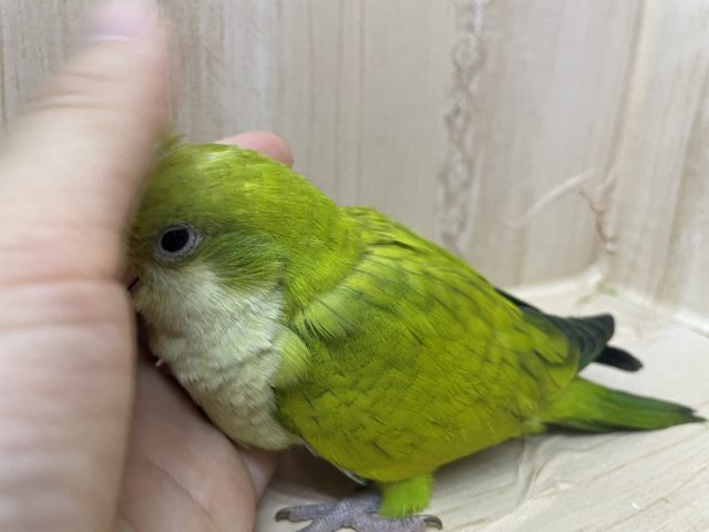 オキナインコ
