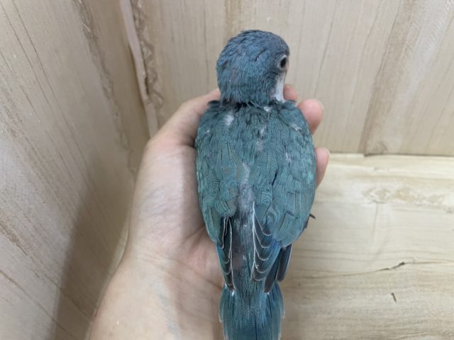 オキナインコ