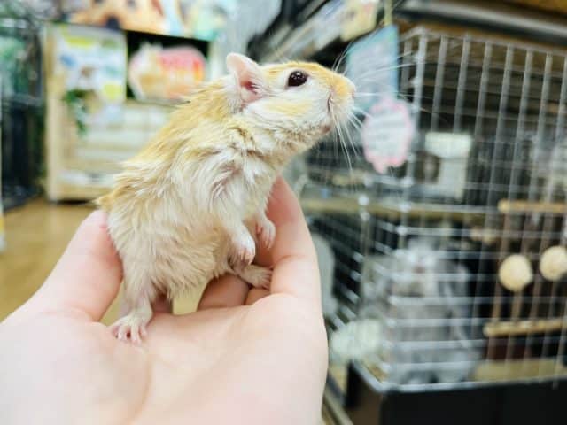 カラージャービル（スナネズミ）