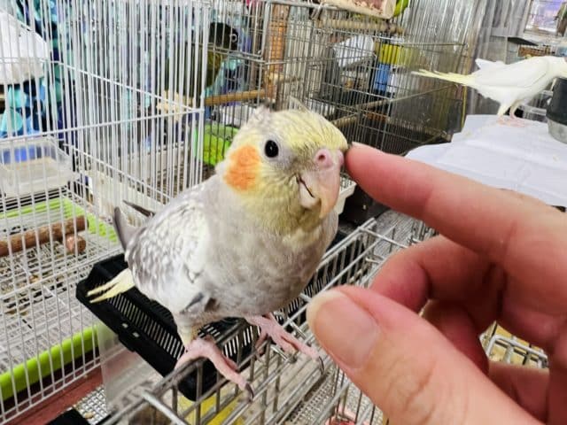 オカメインコ
