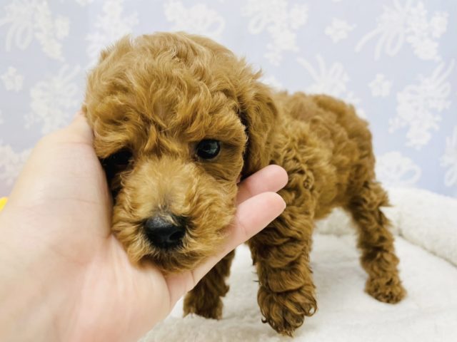 トイプードル
