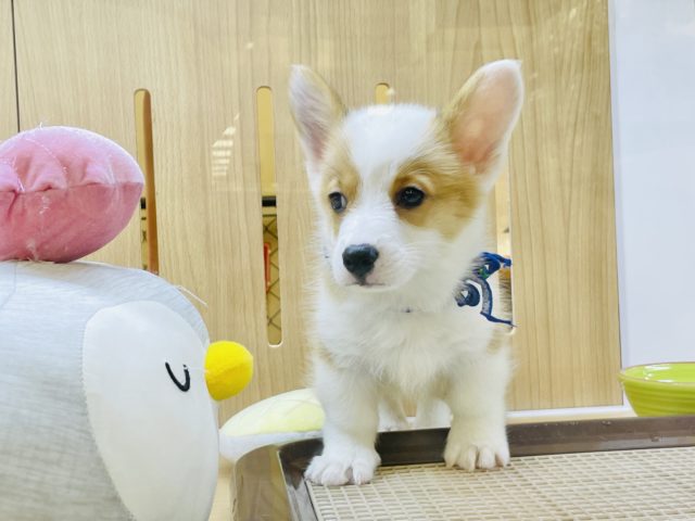 ウェルシュコーギー・ペンブローグ