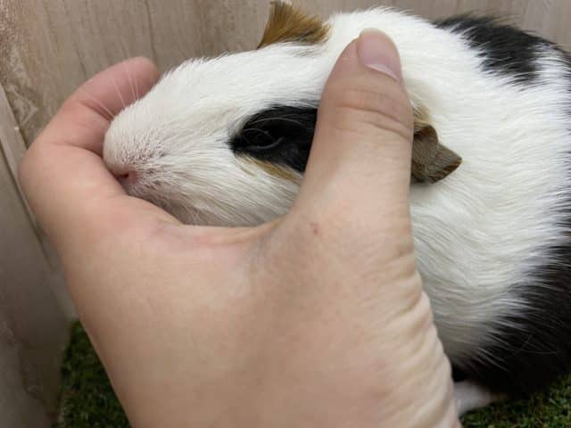 イングリッシュモルモット