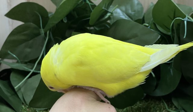 セキセイインコ