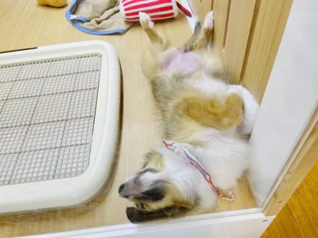 シェットランドシープドッグ（シェルティ）