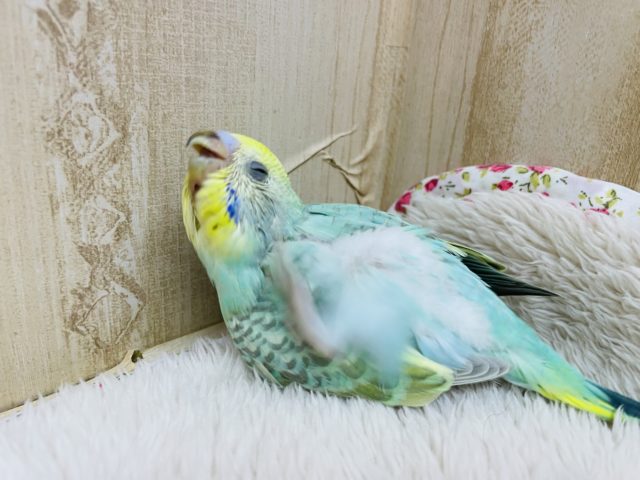 セキセイインコ