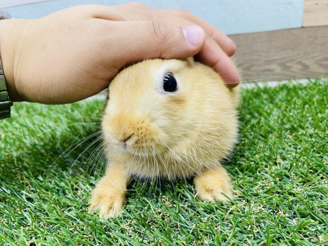 ネザーランドドワーフ