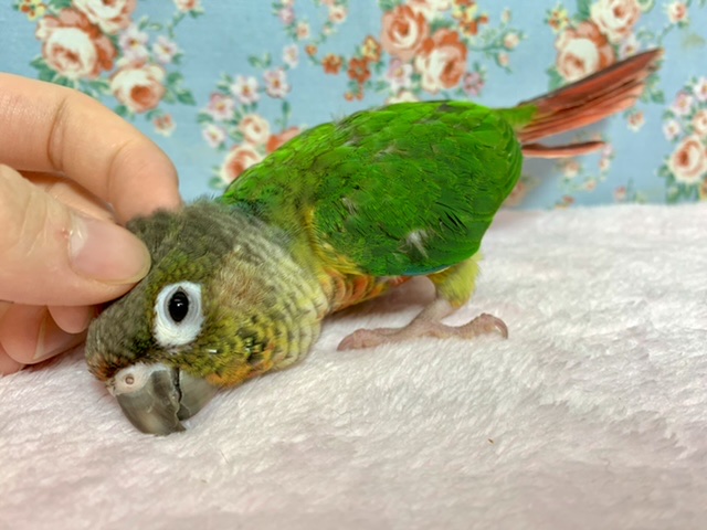 ワキコガネウロコインコ
