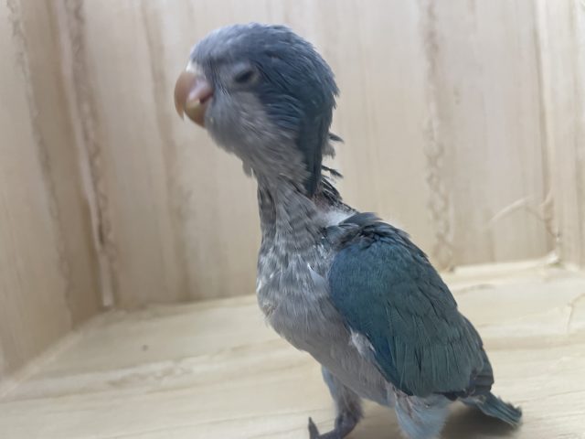 オキナインコ