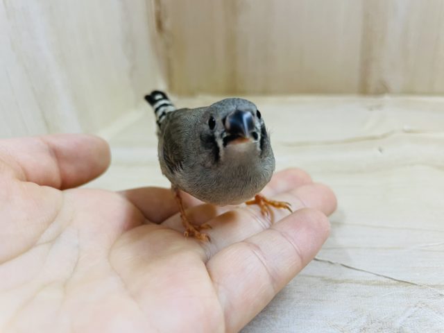 錦花鳥（キンカチョウ）