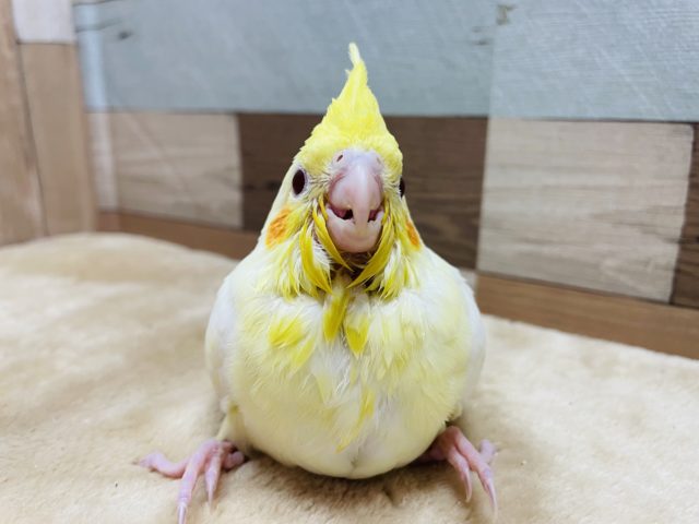オカメインコ