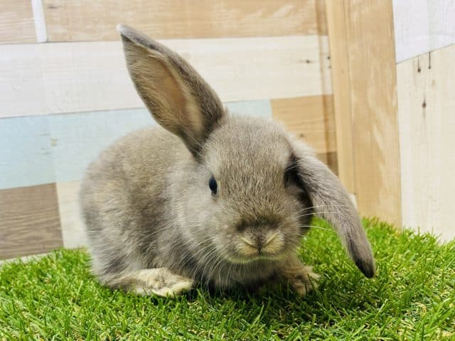 ロップイヤーラビット