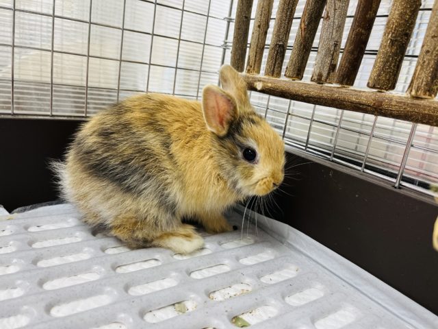 ミニウサギ