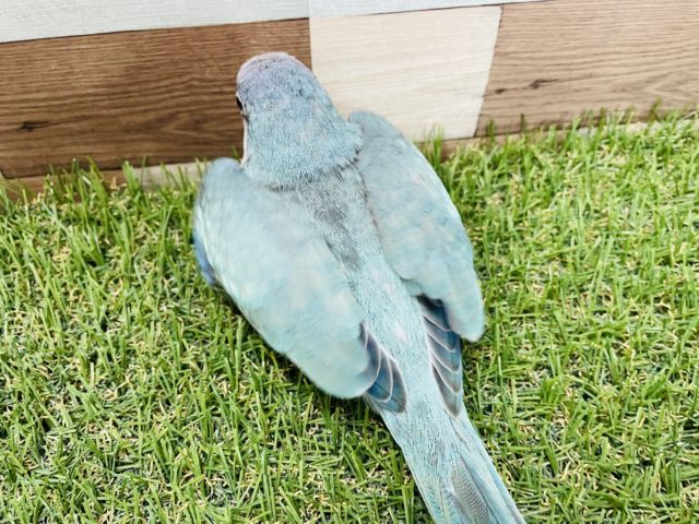 オキナインコ