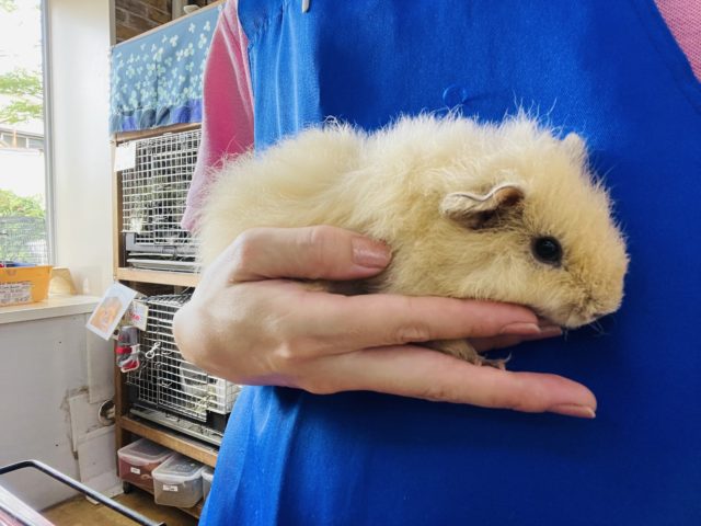 テディモルモット