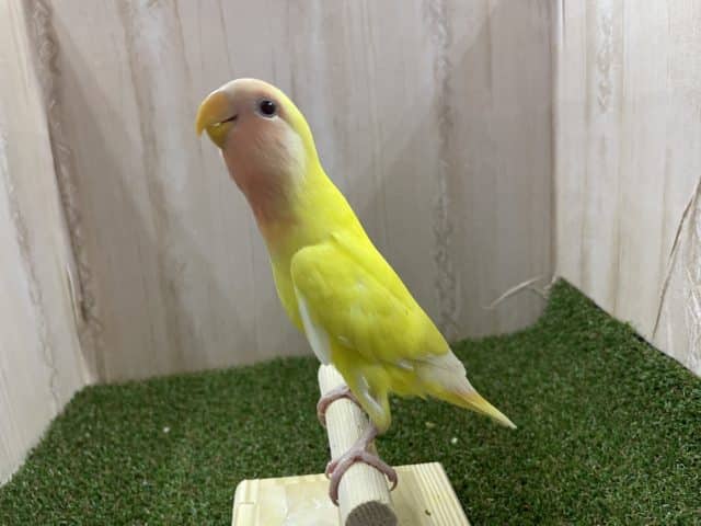 コザクラインコ（小桜インコ）