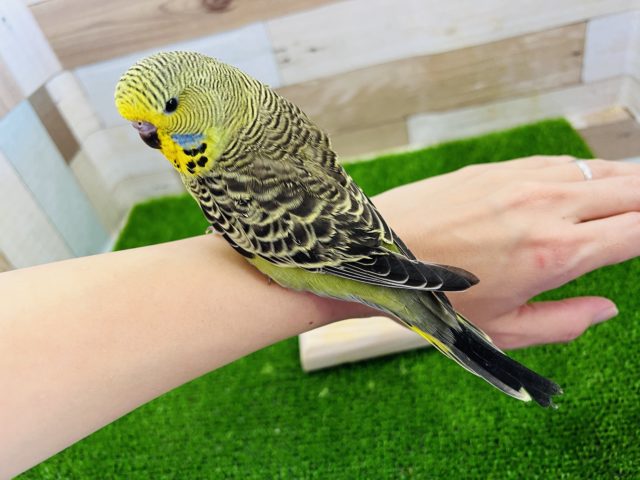 ジャンボセキセイインコ
