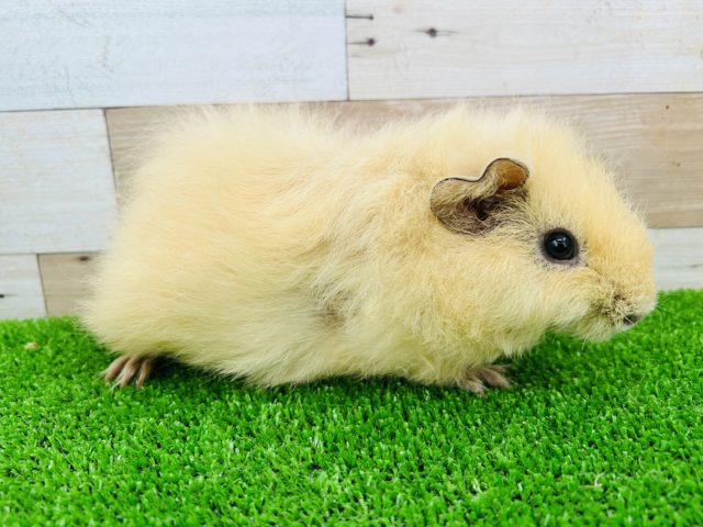 テディモルモット