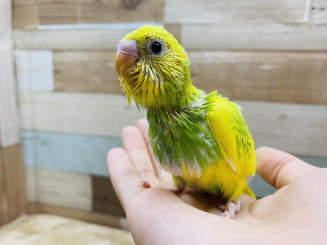 セキセイインコ