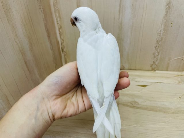 オキナインコ