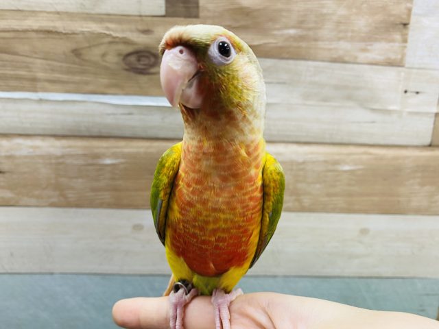 ホオミドリウロコインコ