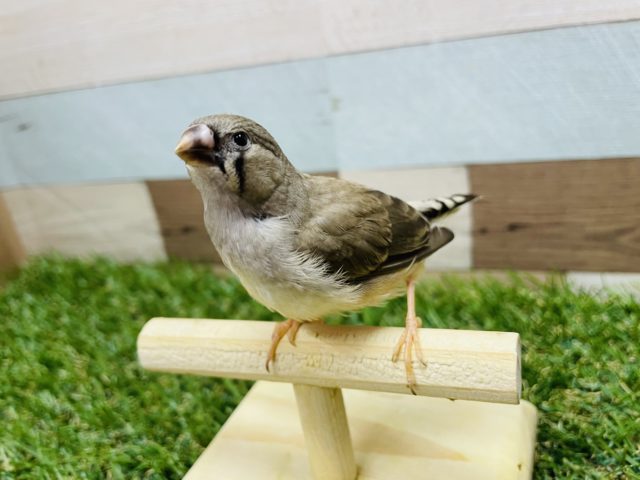 錦花鳥（キンカチョウ）