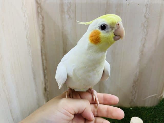 オカメインコ