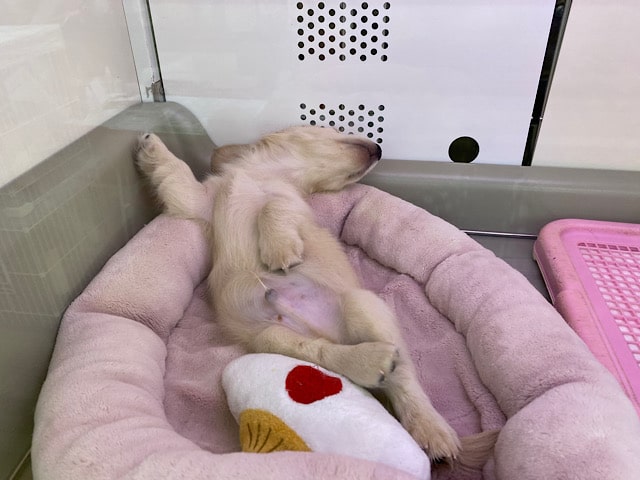 ミニチュアダックス