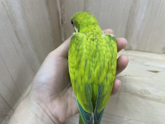 オキナインコ
