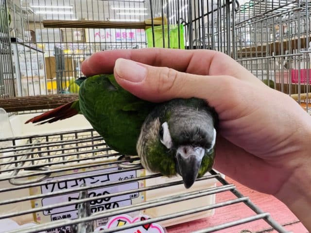 ホオミドリウロコインコ