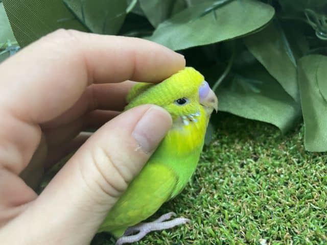 セキセイインコ