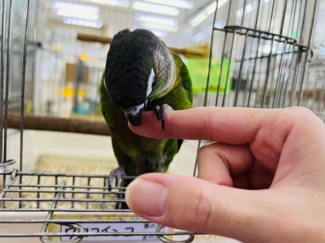 ホオミドリウロコインコ