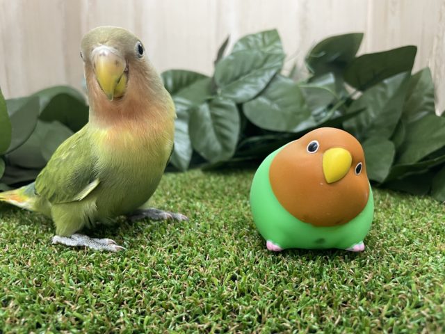 コザクラインコ（小桜インコ）