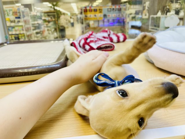 ミニチュアダックス