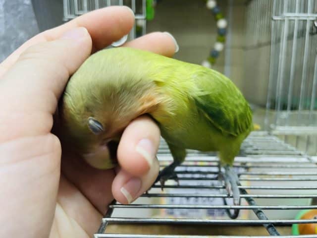 コザクラインコ（小桜インコ）