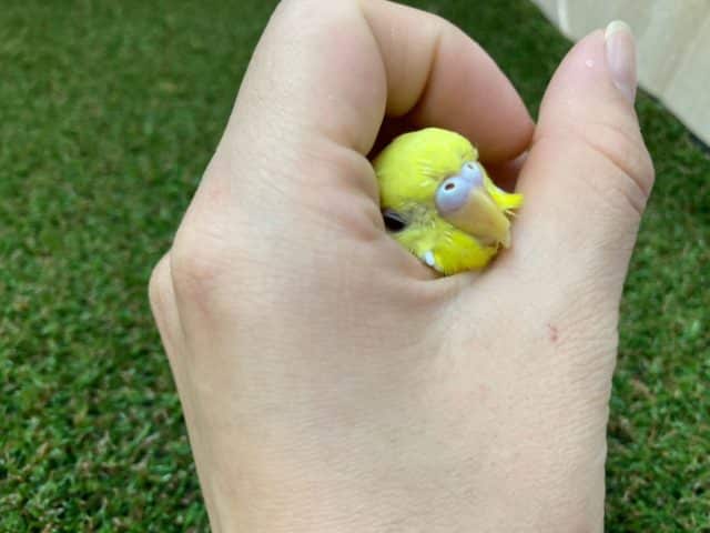 セキセイインコ