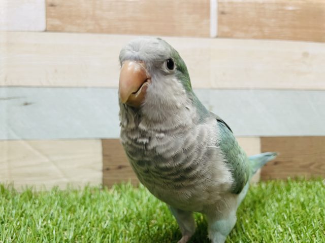 オキナインコ